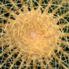 Echinocactus grusonii