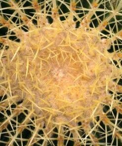 Echinocactus grusonii