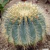 Ferocactus glaucescens XL