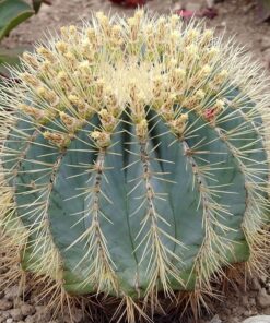 Ferocactus glaucescens XL