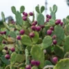 Prickly Pear Kaktus