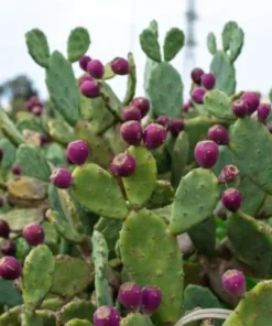 Prickly Pear Kaktus