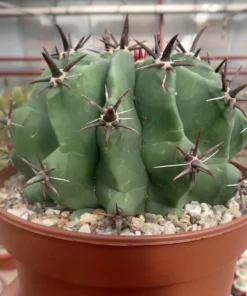 Ferocactus glaucescens cv. Nudum