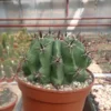 Ferocactus glaucescens cv. Nudum