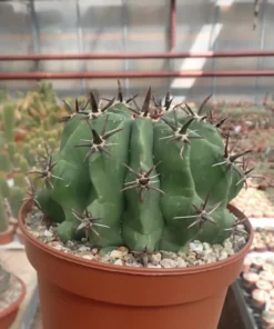 Ferocactus glaucescens cv. Nudum