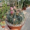 Ferocactus macrodiscus