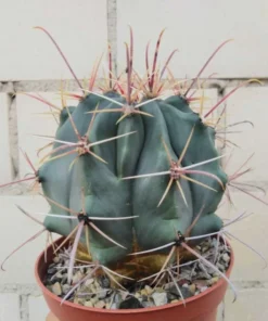 Ferocactus Rectispinus