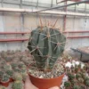 Ferocactus Rectispinus