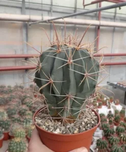 Ferocactus Rectispinus