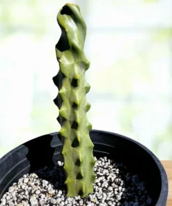 Spiral Totempfahl Kaktus
